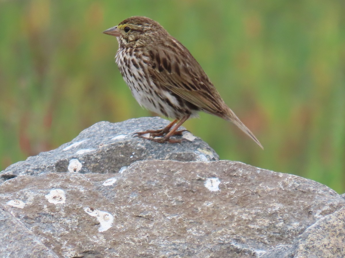 Savannah Sparrow (Belding's) - ML619099206