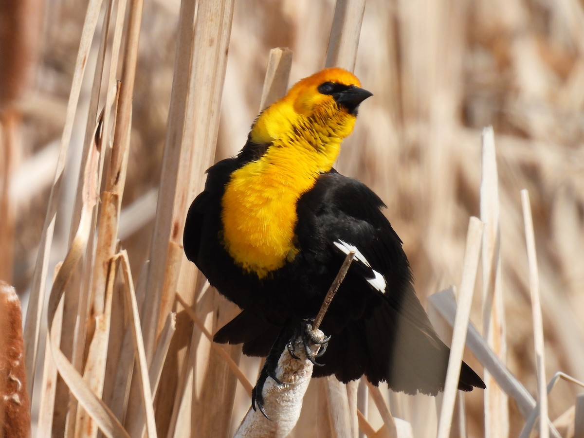 Yellow-headed Blackbird - ML619099257