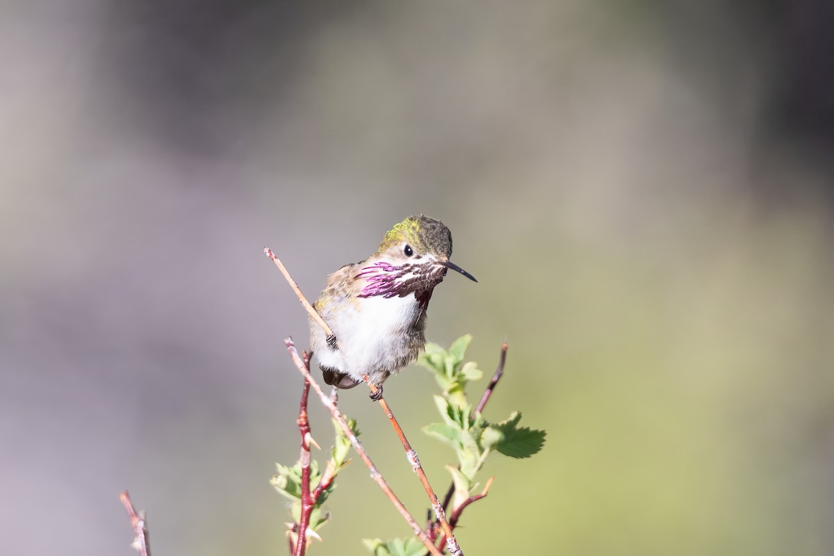 Calliope Hummingbird - ML619099286