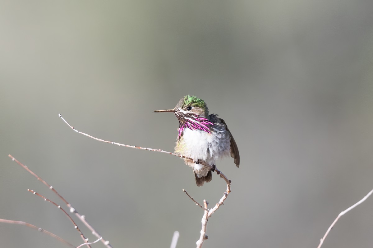 Calliope Hummingbird - ML619099287