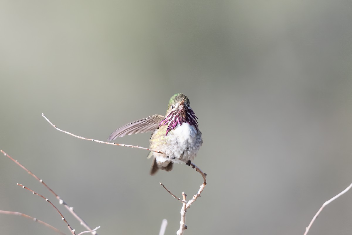 Calliope Hummingbird - ML619099288