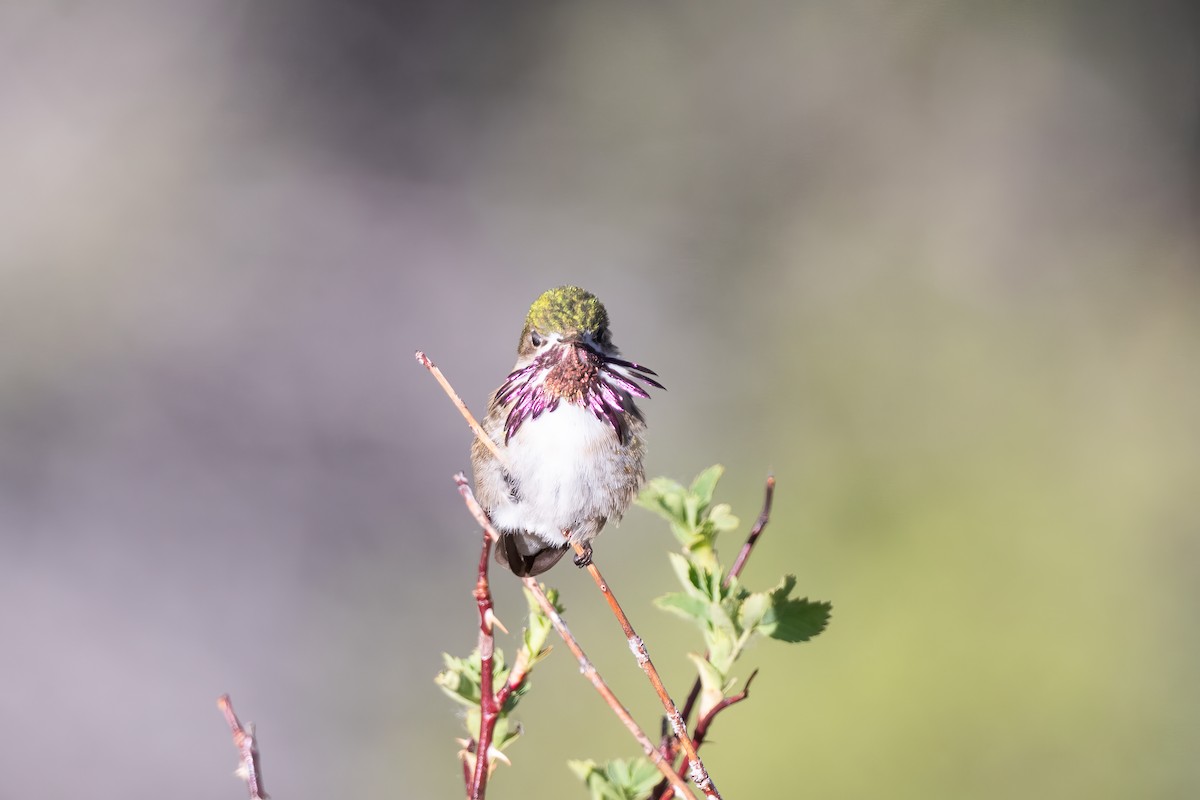 Calliope Hummingbird - ML619099289