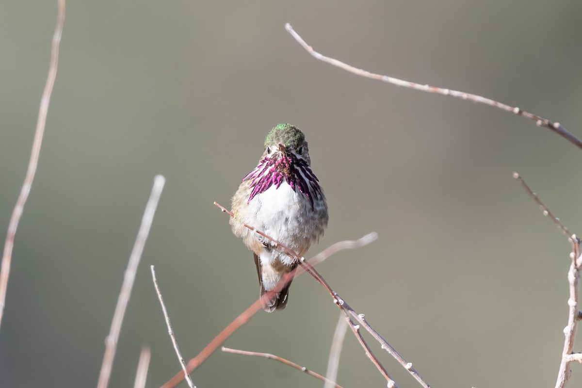 Calliope Hummingbird - ML619099292