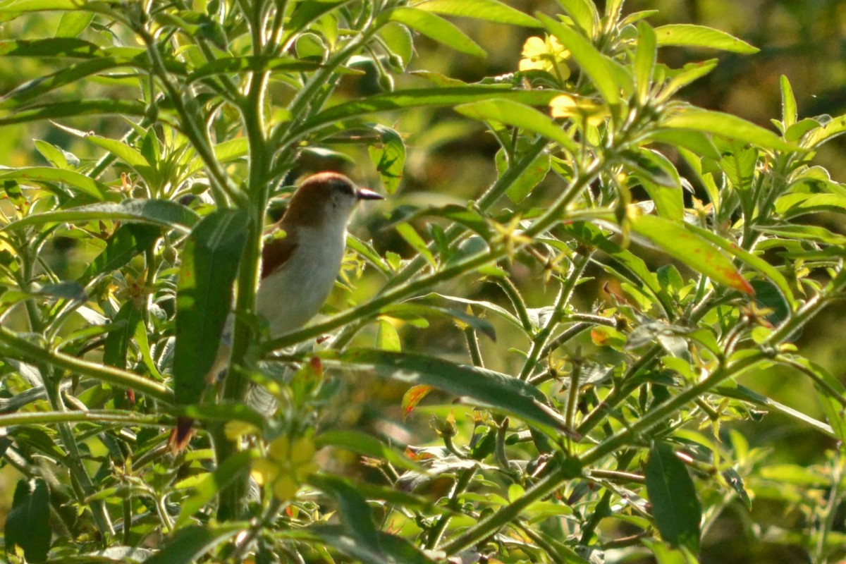 Yellow-chinned Spinetail - ML619099304