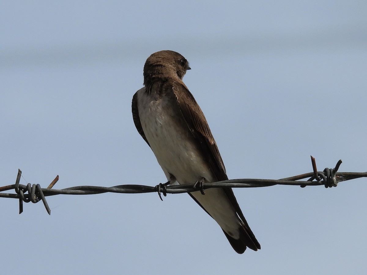 Northern Rough-winged Swallow - ML619099307