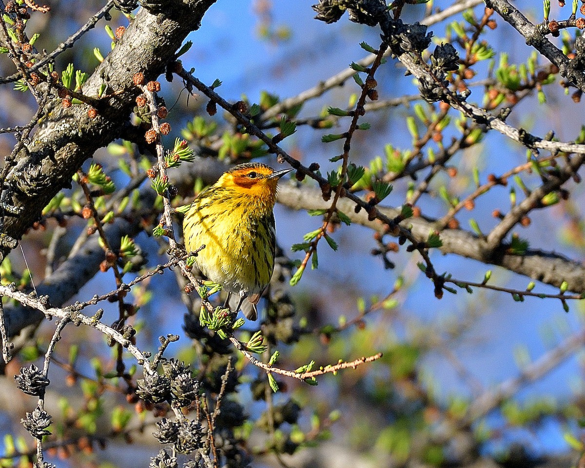 Cape May Warbler - ML619099351