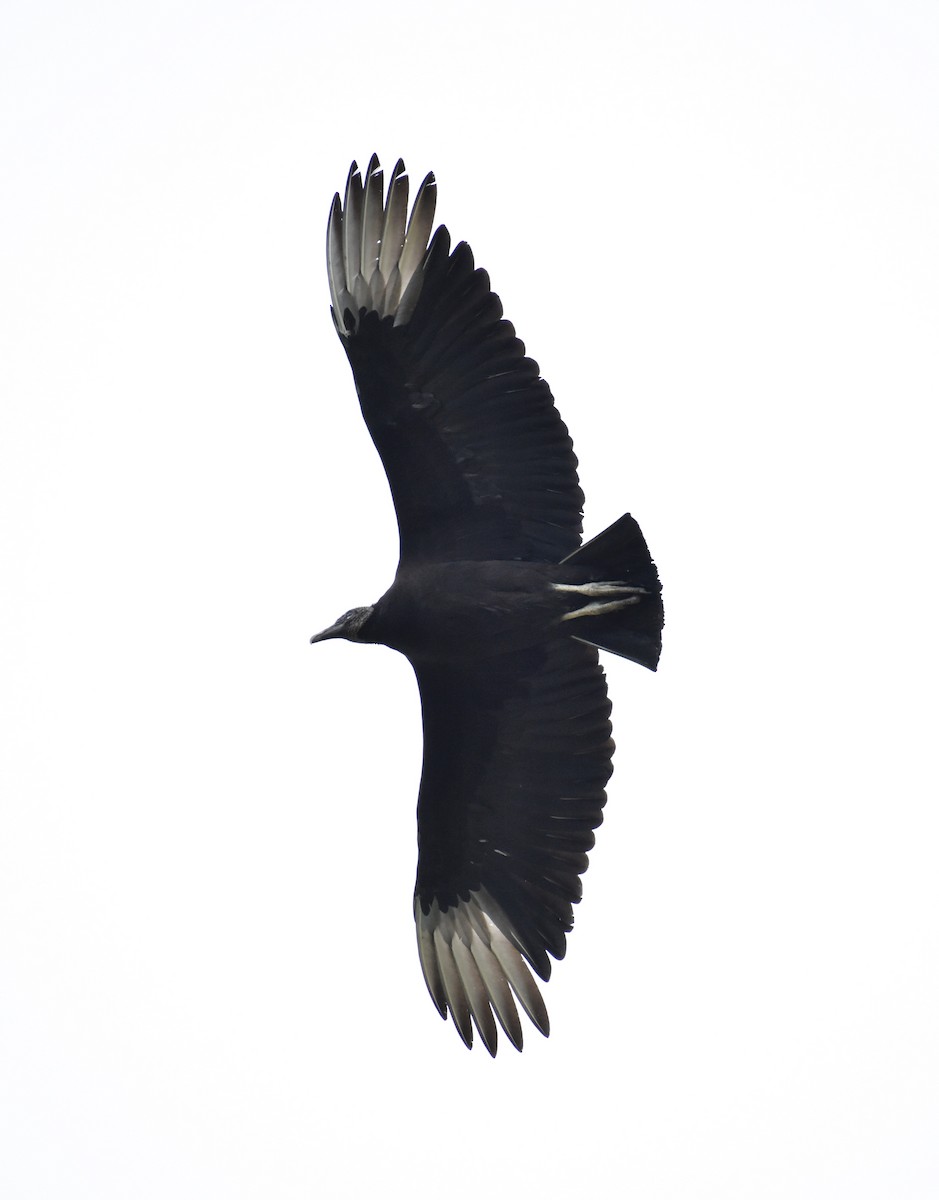 Black Vulture - ML619099398