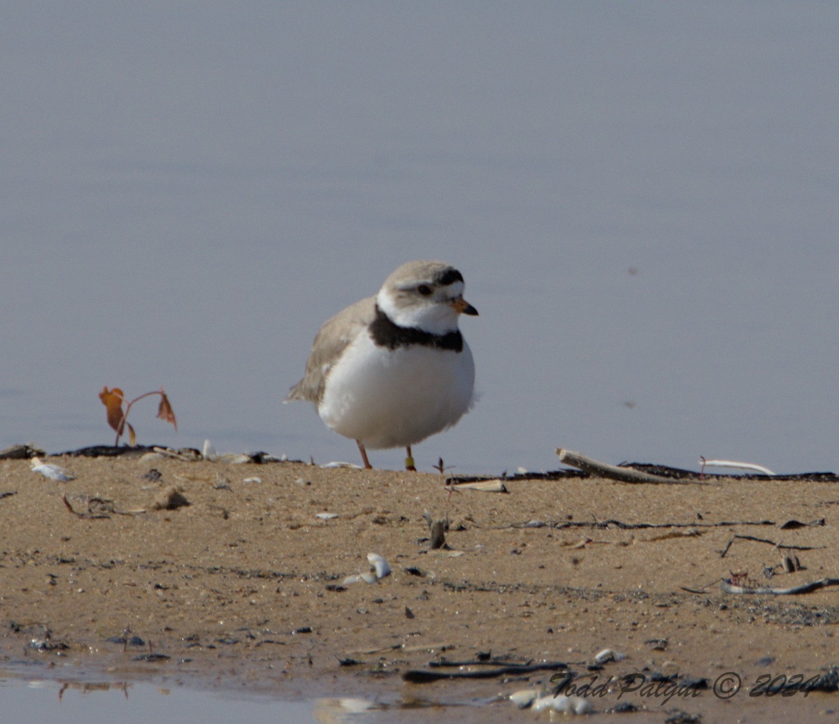 Piping Plover - ML619099414