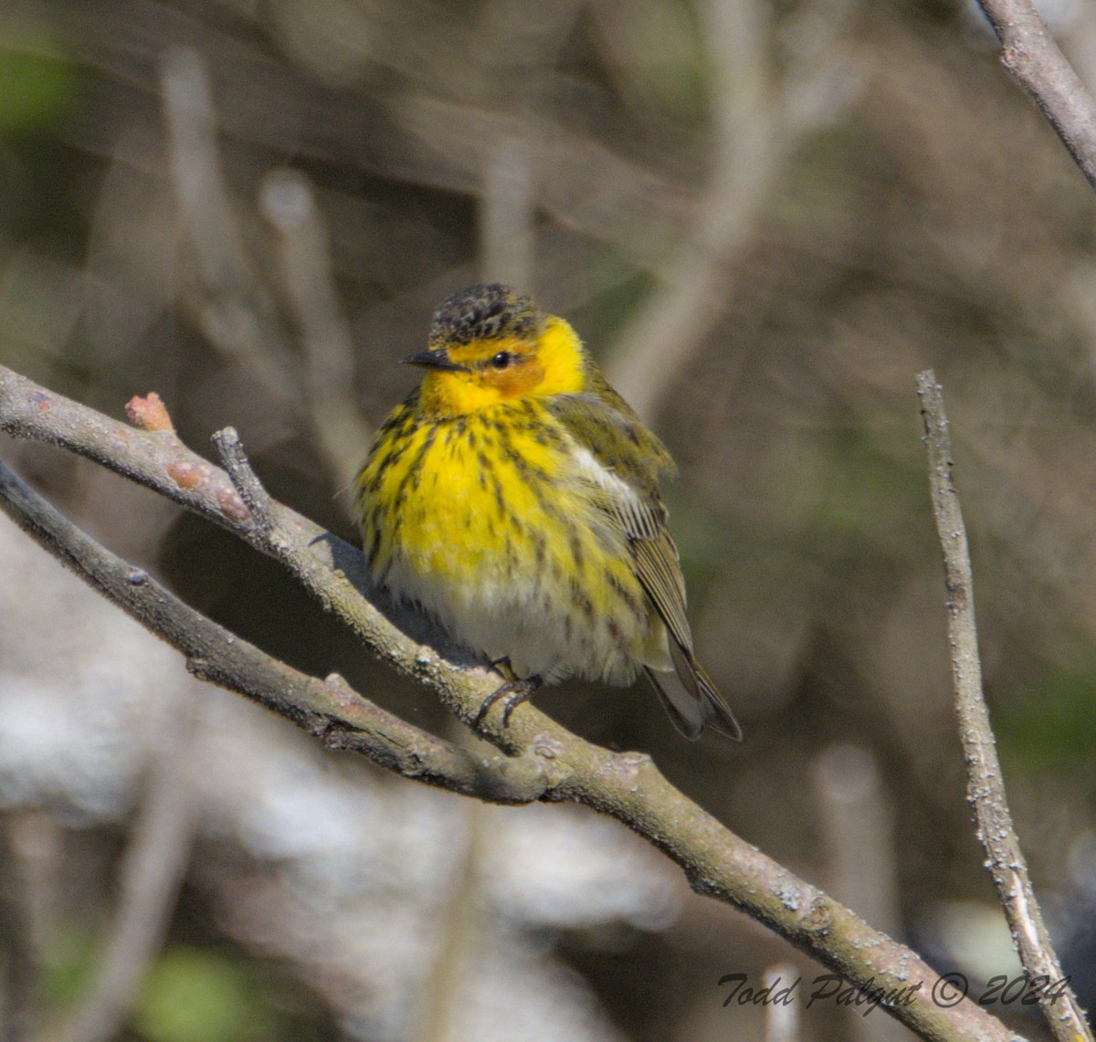 Cape May Warbler - ML619099427