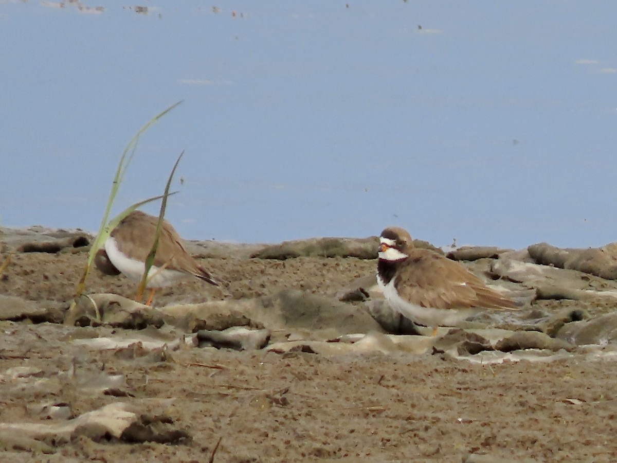 Semipalmated Plover - ML619099443
