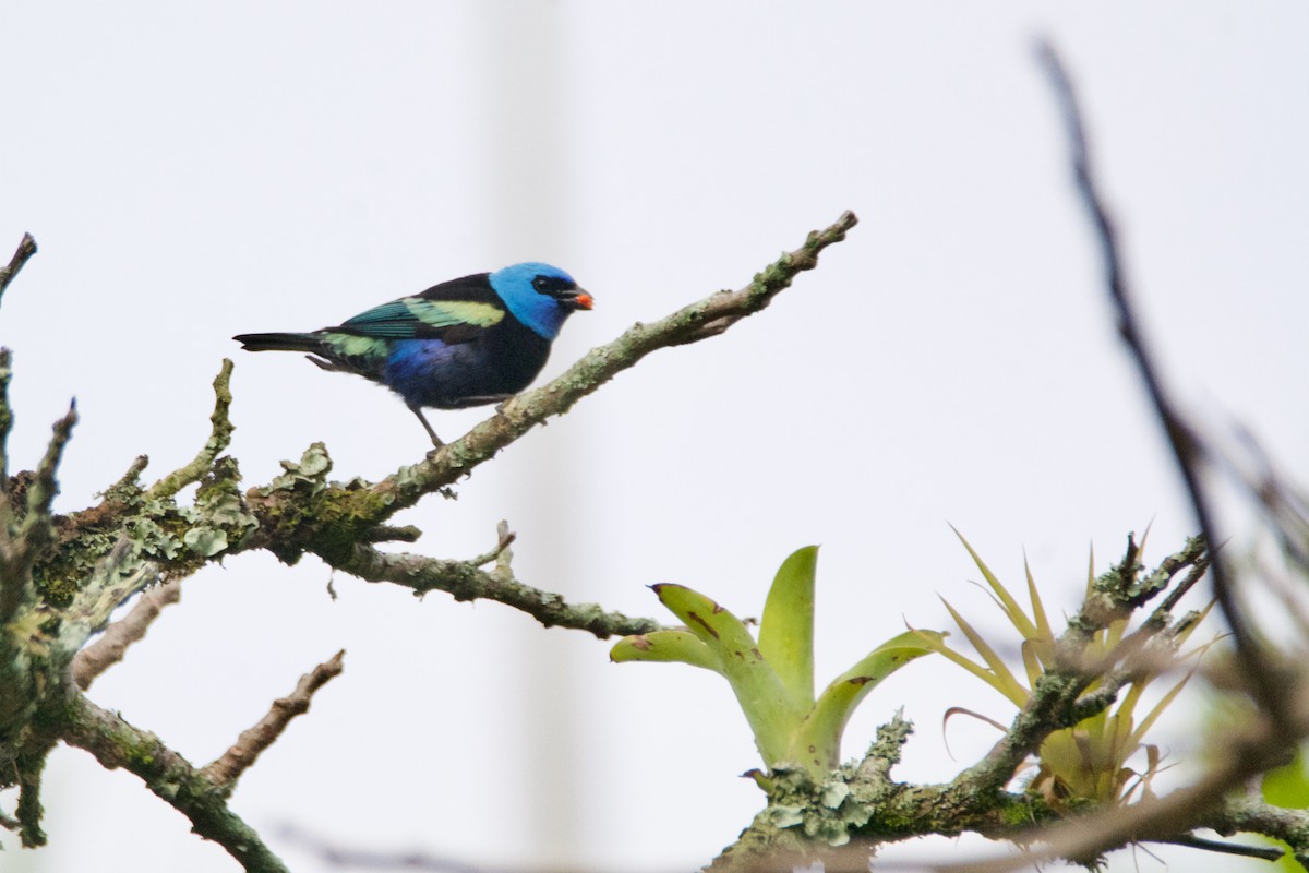 Blue-necked Tanager - ML619099449