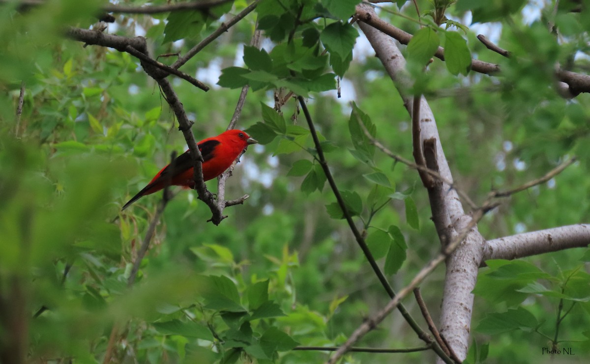 Scarlet Tanager - ML619099451