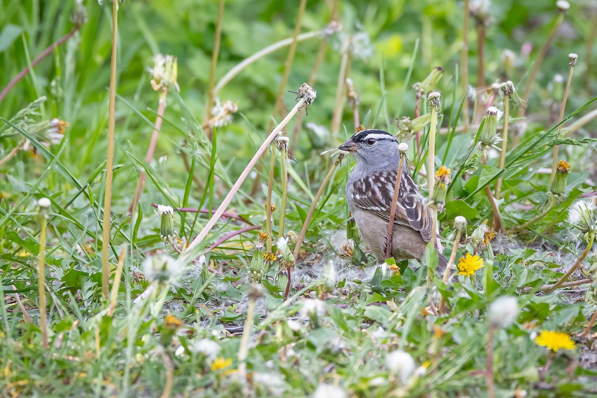White-crowned Sparrow - ML619099459