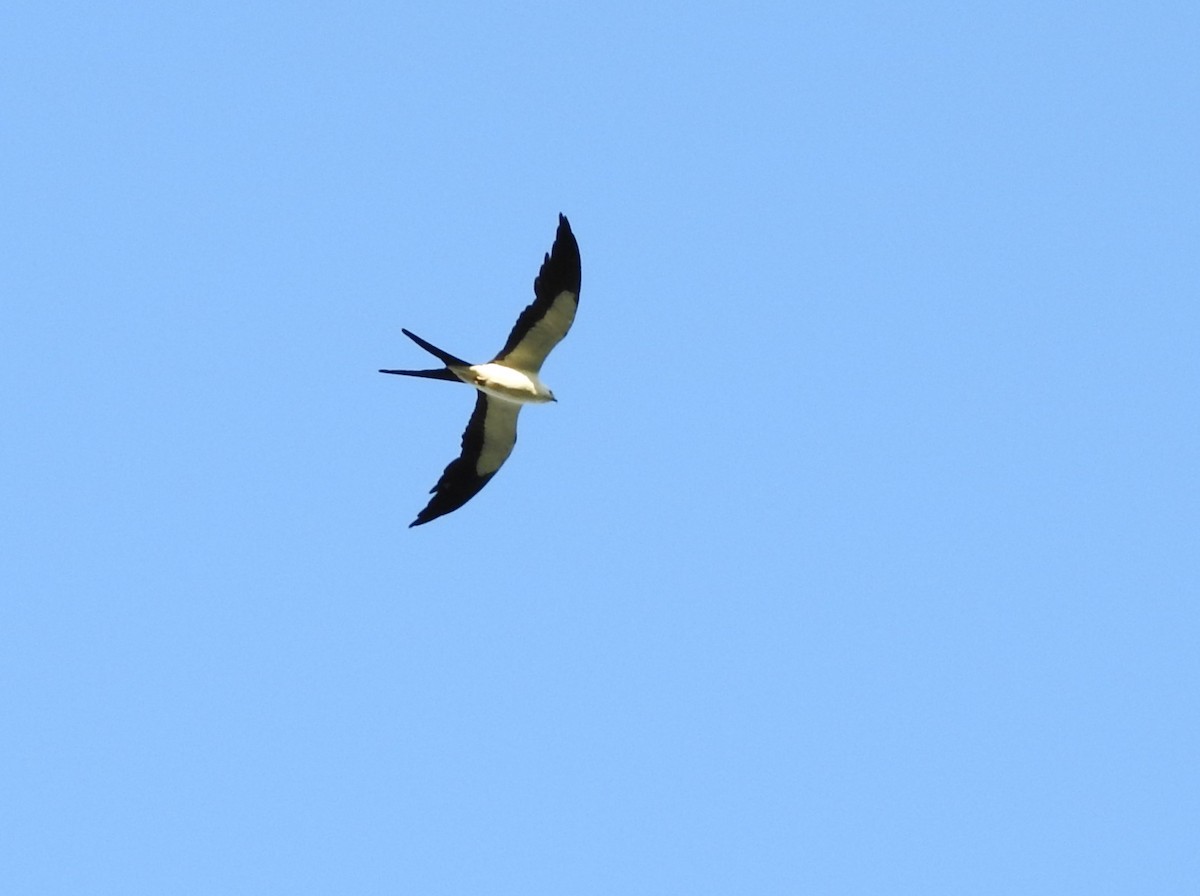Swallow-tailed Kite - ML619099463