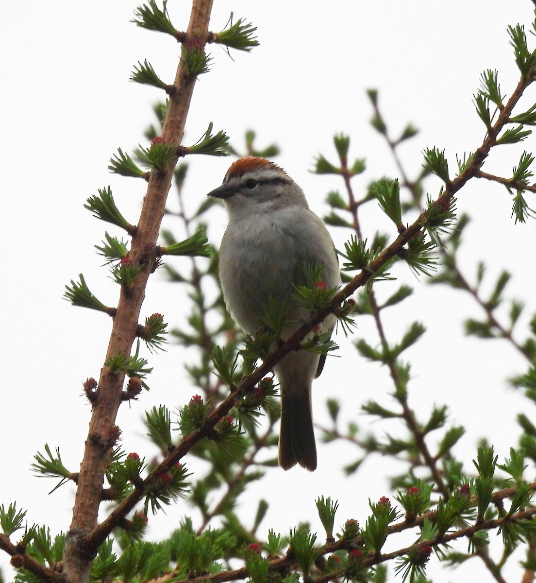 Chipping Sparrow - ML619099466