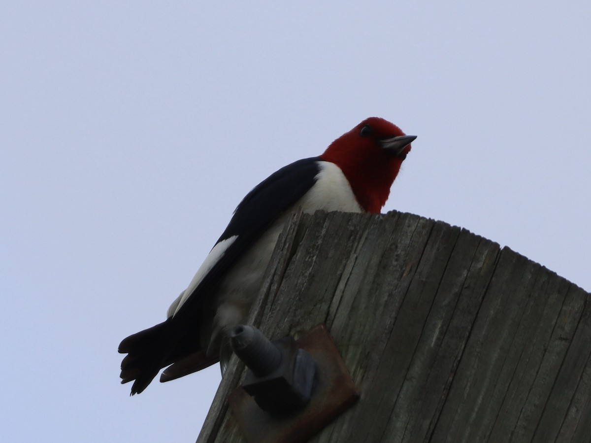 Red-headed Woodpecker - Eric Bosch