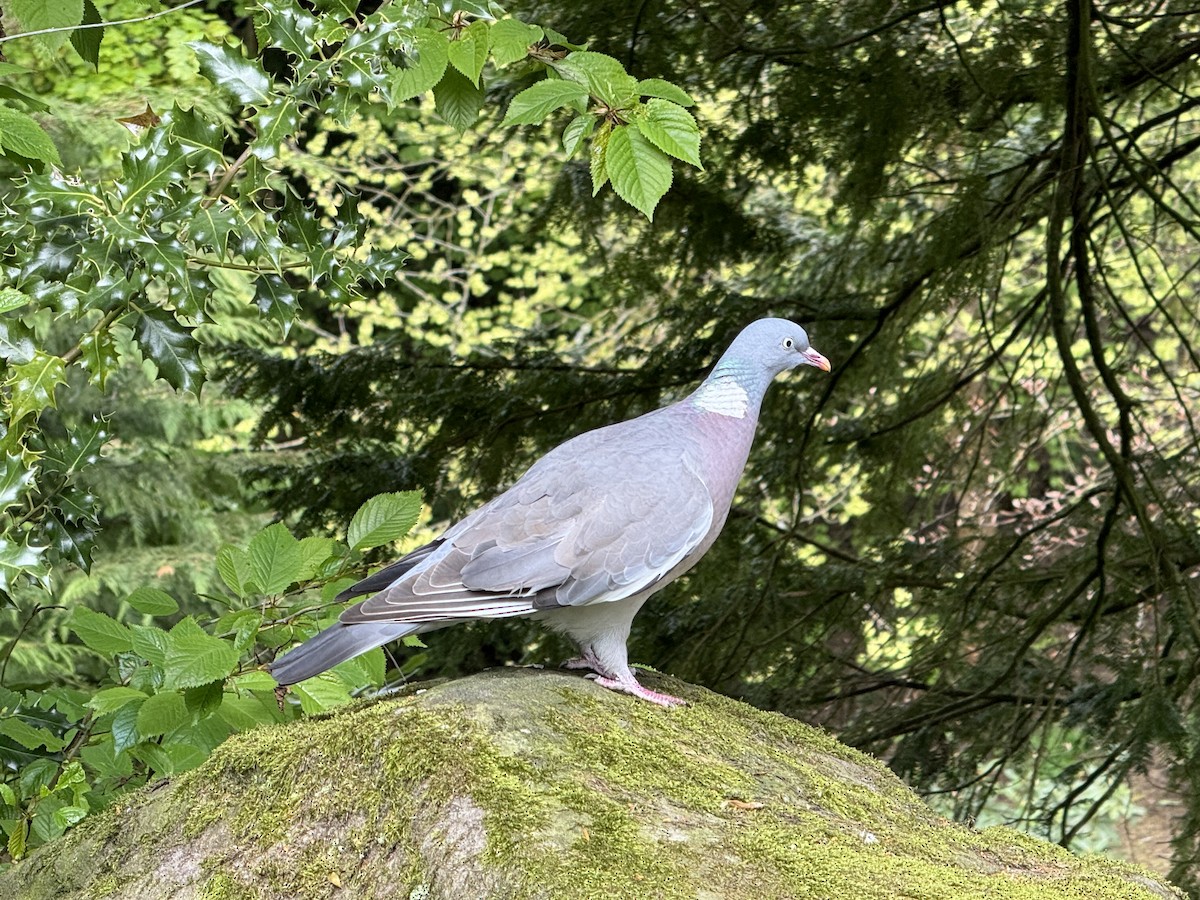 Common Wood-Pigeon - ML619099515