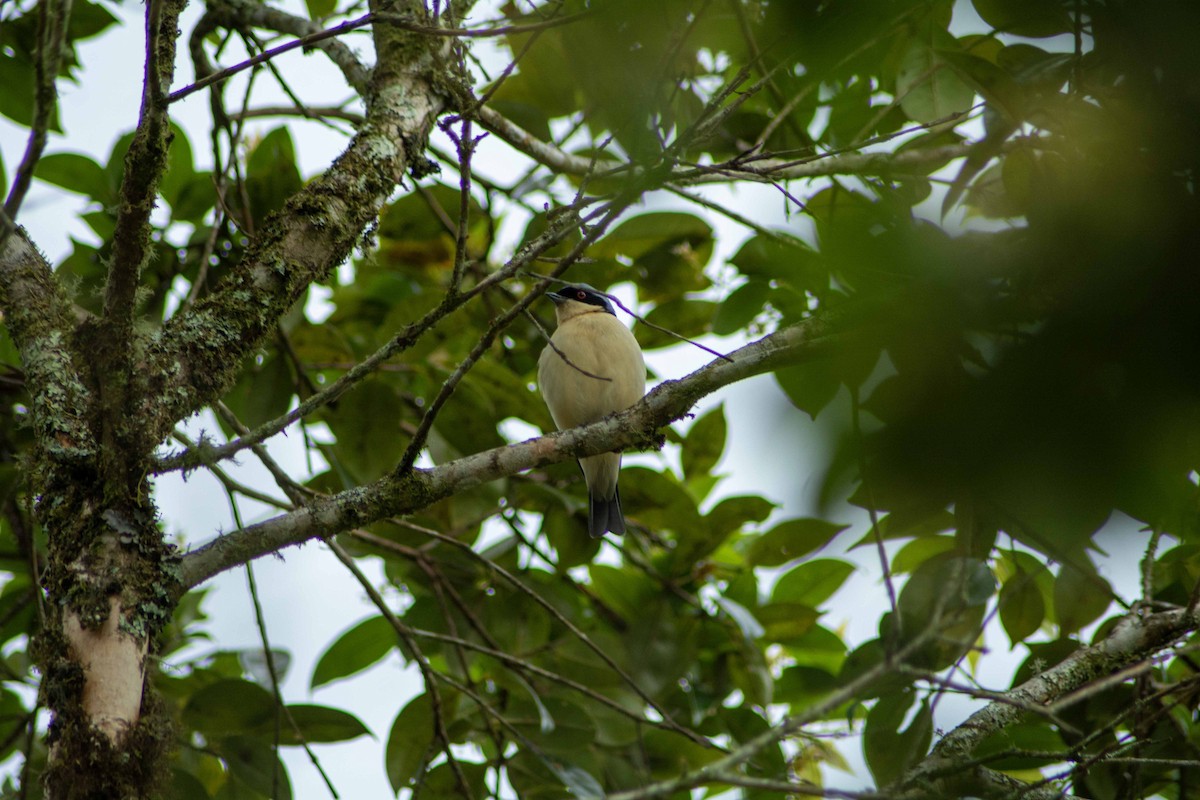 Fawn-breasted Tanager - ML619099521