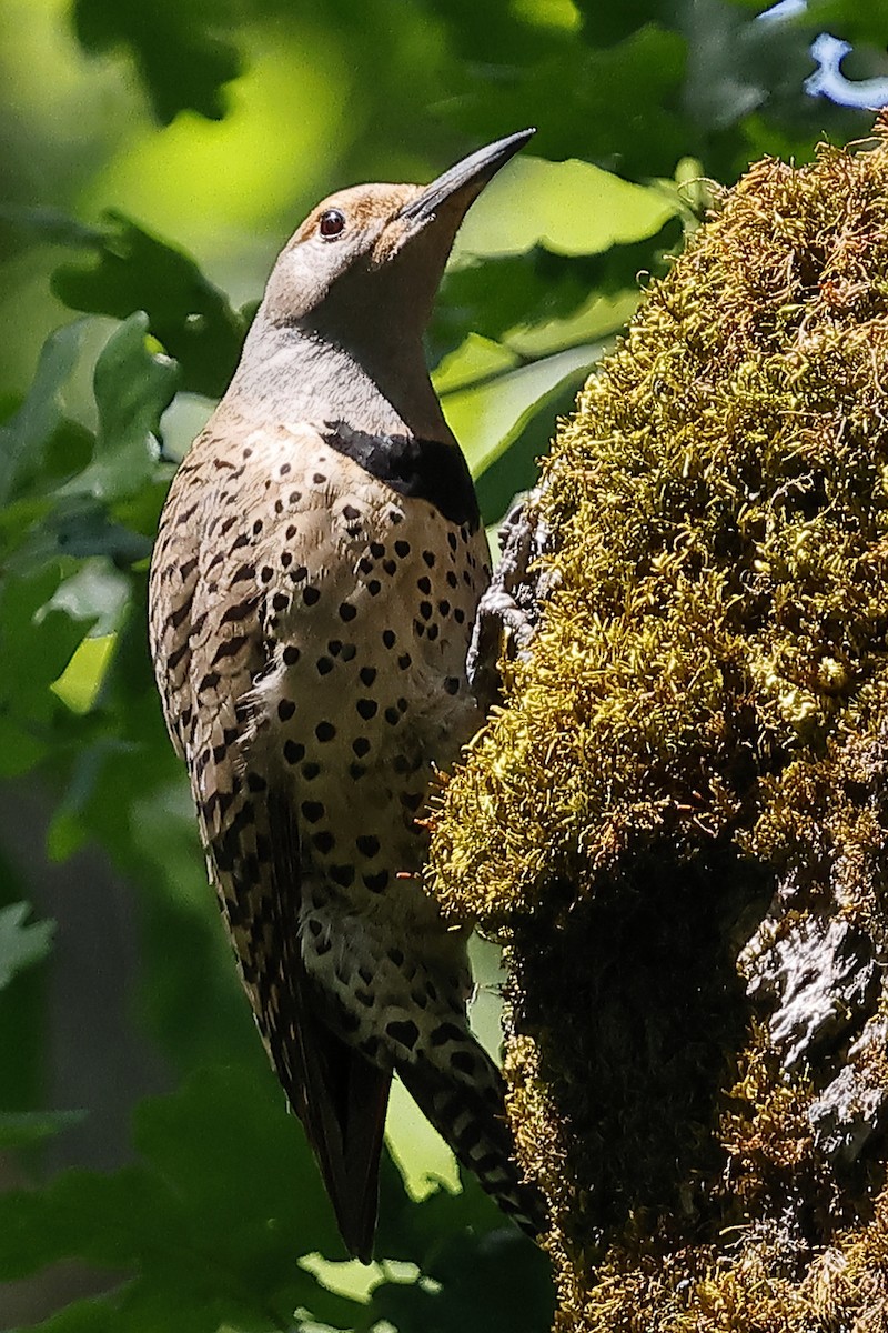Northern Flicker (Red-shafted) - ML619099549