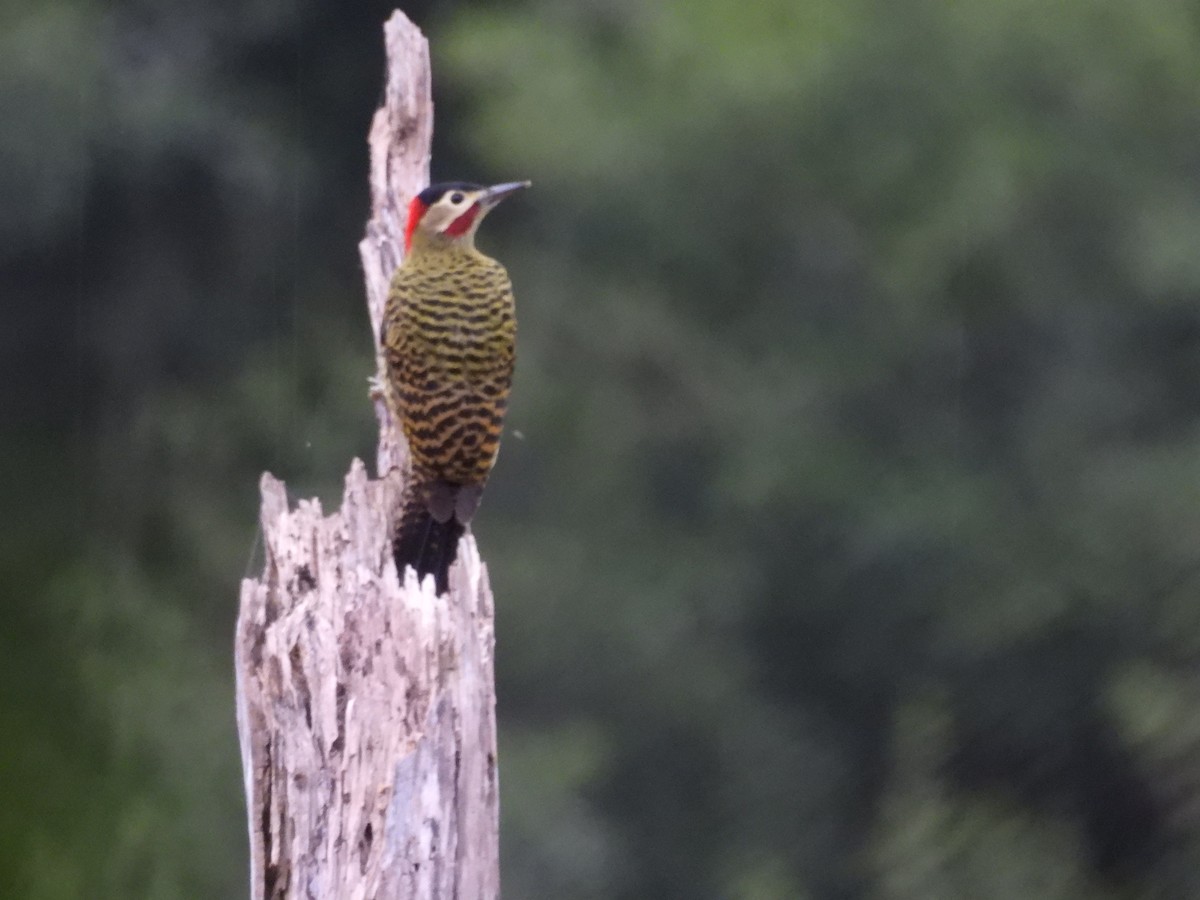 Green-barred Woodpecker - ML619099664