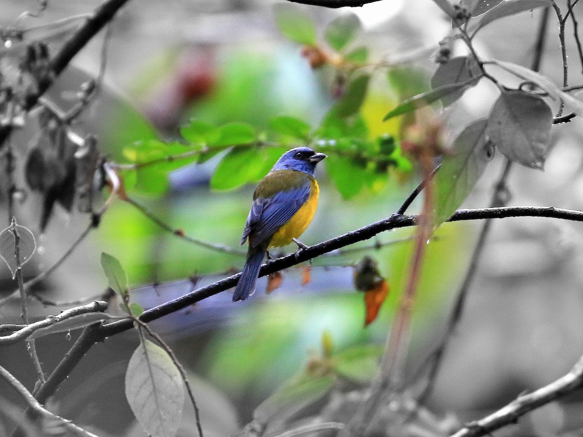 Blue-and-yellow Tanager - ML619099686