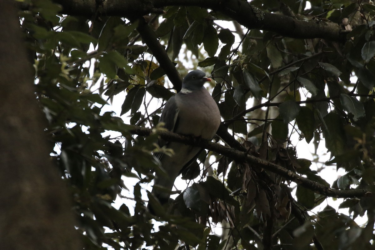 Common Wood-Pigeon - Pranav Kumar