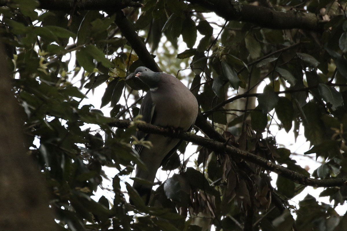 Common Wood-Pigeon - ML619099716
