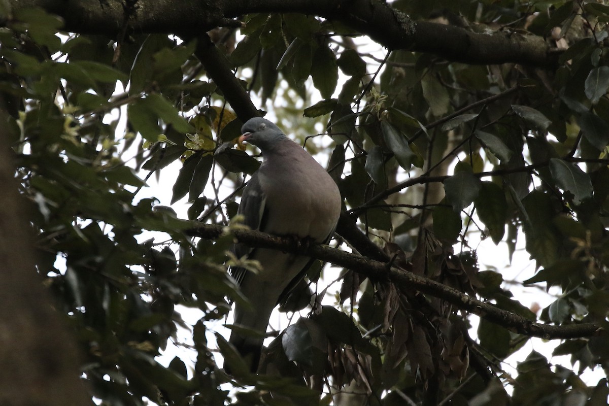 Common Wood-Pigeon - ML619099717