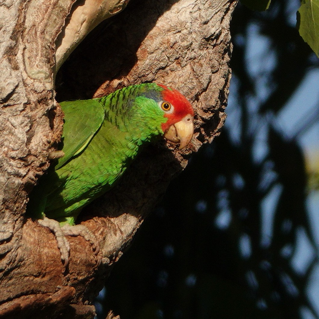 Red-crowned Parrot - ML619099720
