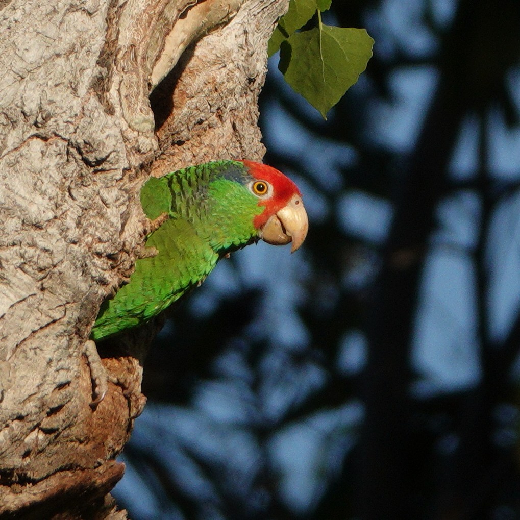 Red-crowned Parrot - ML619099721