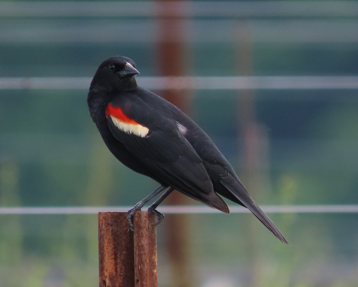 Red-winged Blackbird - ML619099784