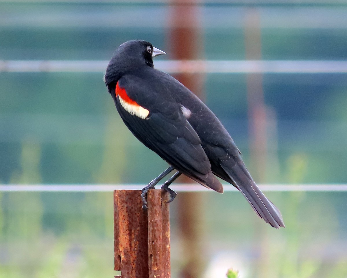 Red-winged Blackbird - ML619099786