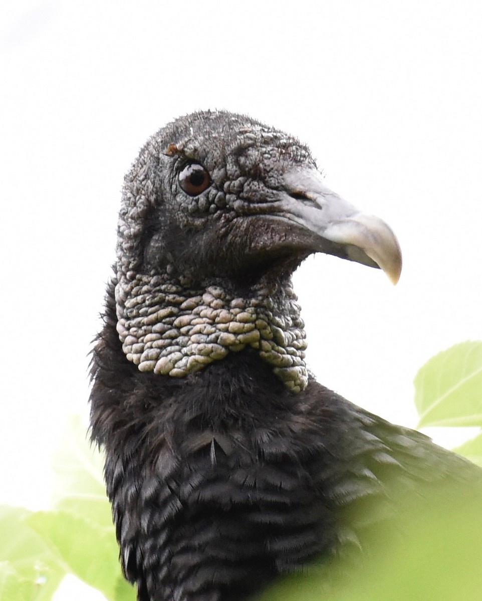 Black Vulture - ML619099796