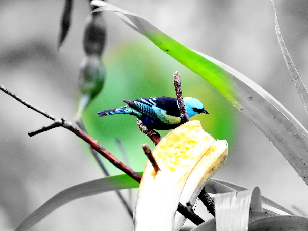 Blue-necked Tanager - ML619099827