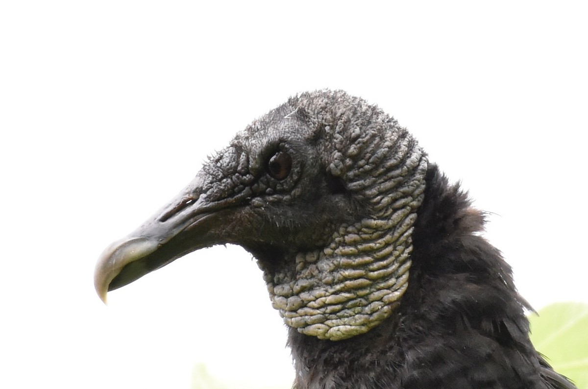 Black Vulture - ML619099832