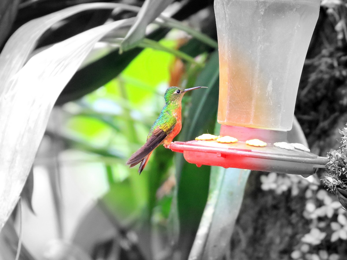 kolibřík peruánský - ML619099835