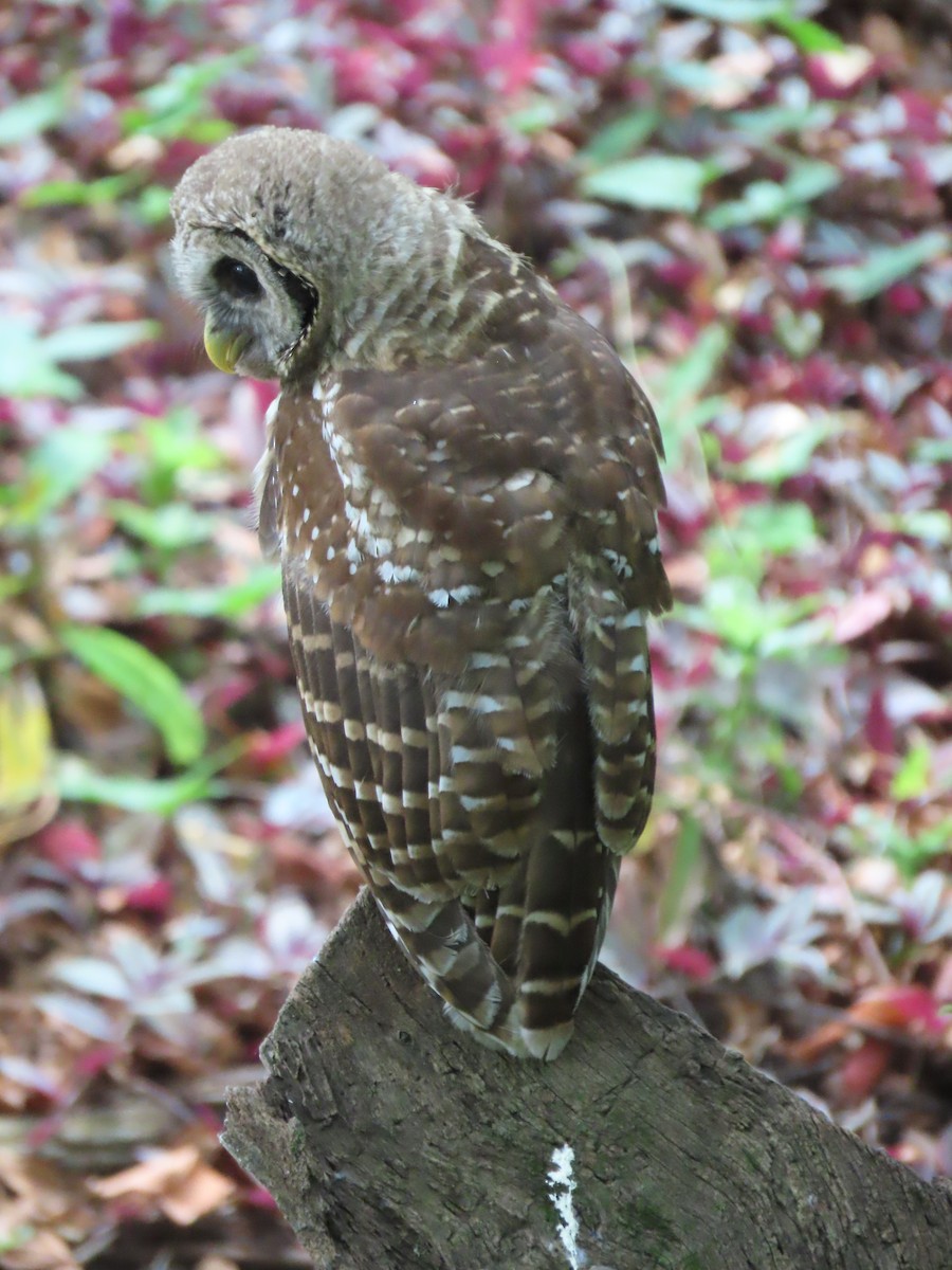 Barred Owl - ML619099847