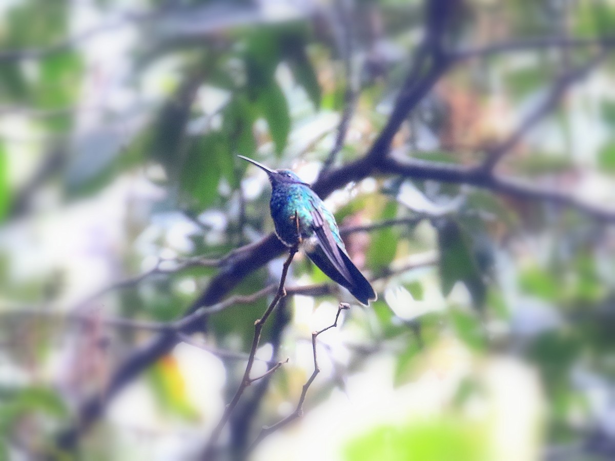 kolibřík modrolící - ML619099858
