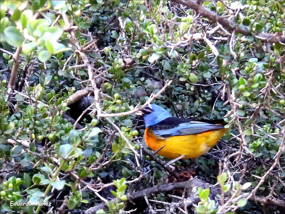 Blue-and-yellow Tanager - ML619099920
