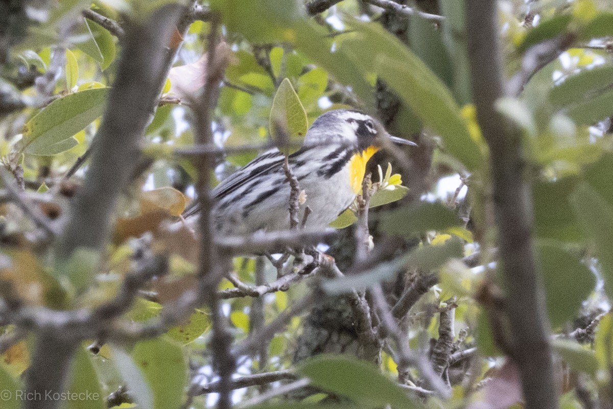 Yellow-throated Warbler - ML619099933