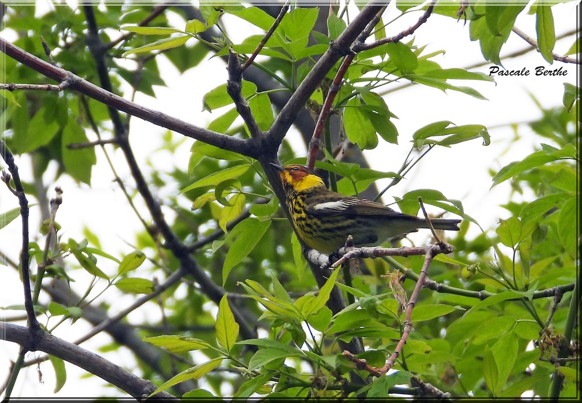Cape May Warbler - ML619099982