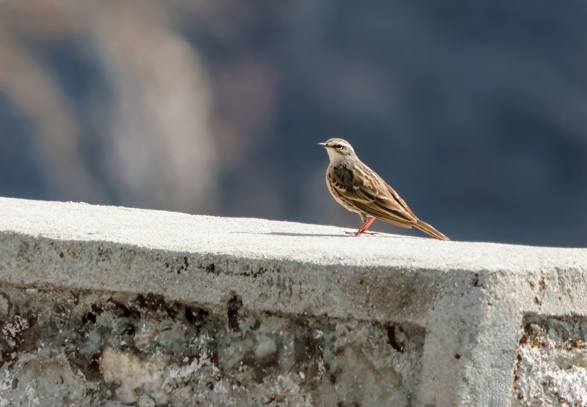 Rosy Pipit - ML619099985
