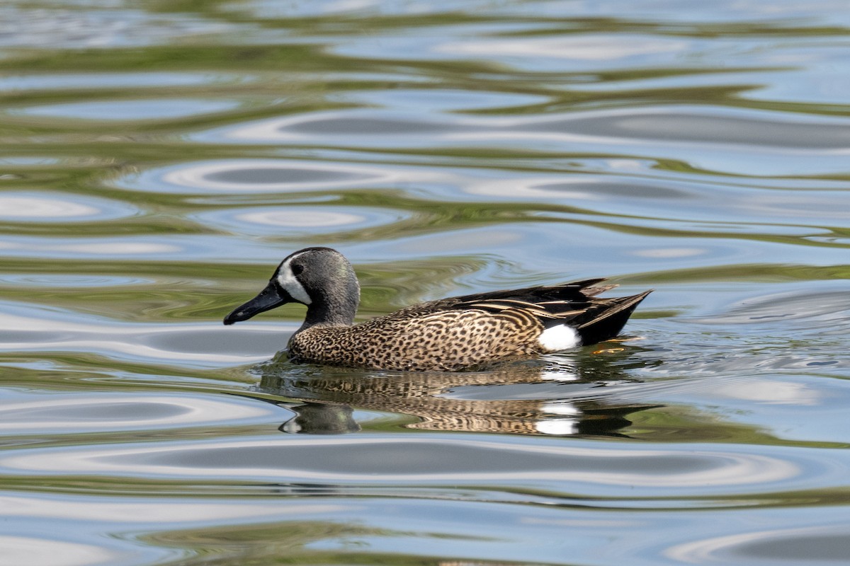 Blue-winged Teal - ML619100123