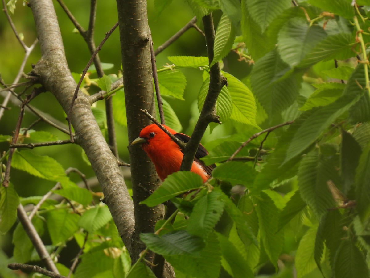 Scarlet Tanager - ML619100136