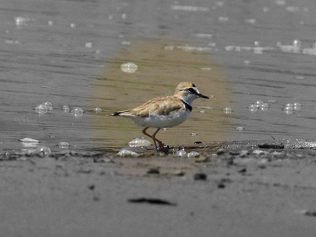 Collared Plover - ML619100196