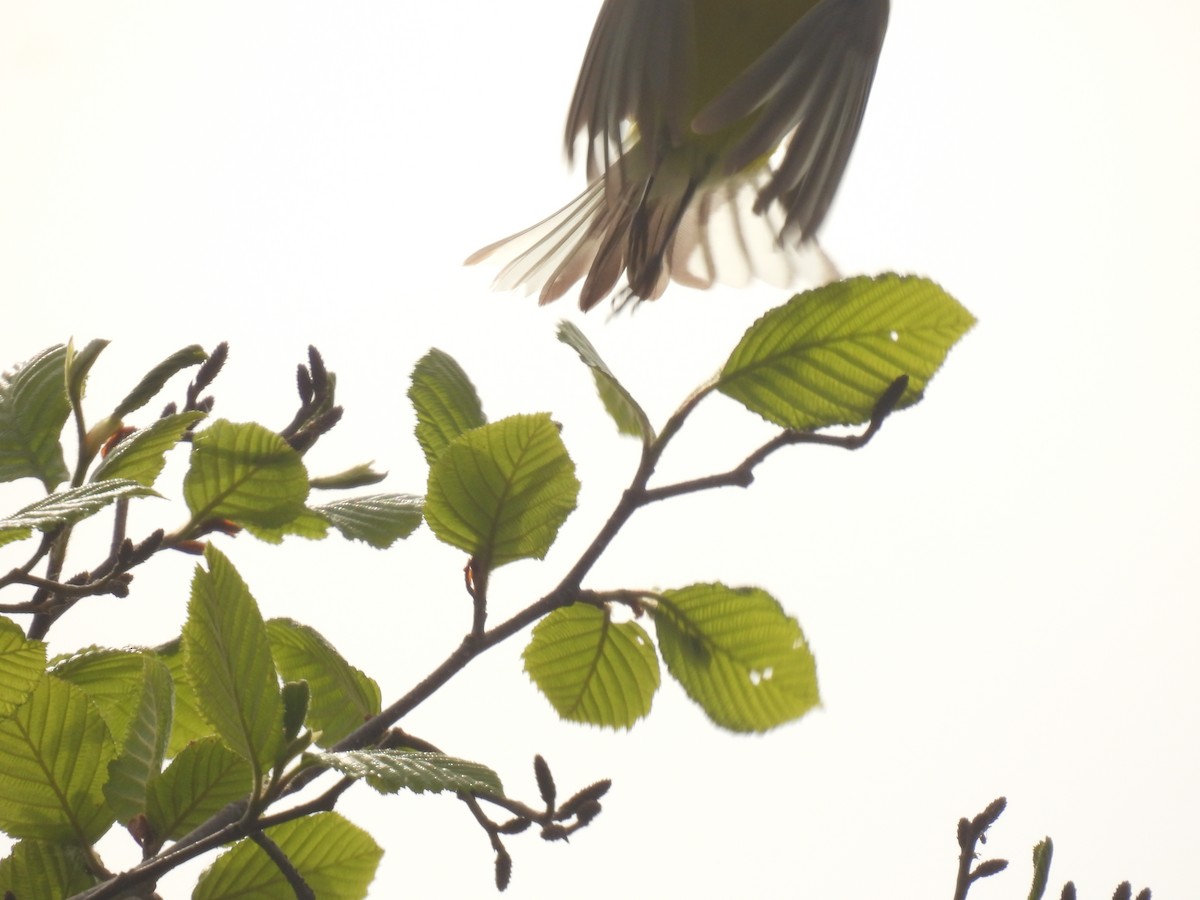 Blue-winged Warbler - ML619100301