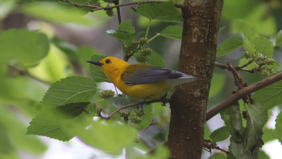 Prothonotary Warbler - ML619100305