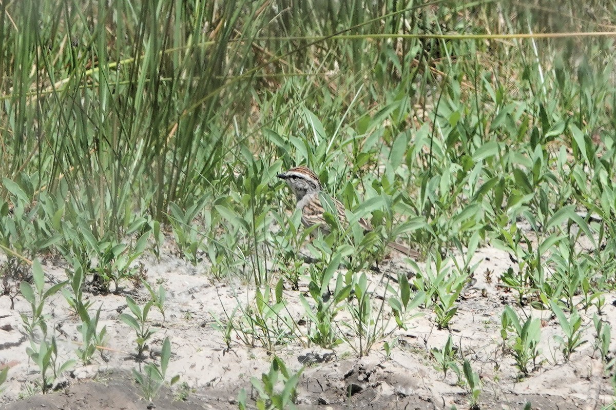 Chipping Sparrow - ML619100324