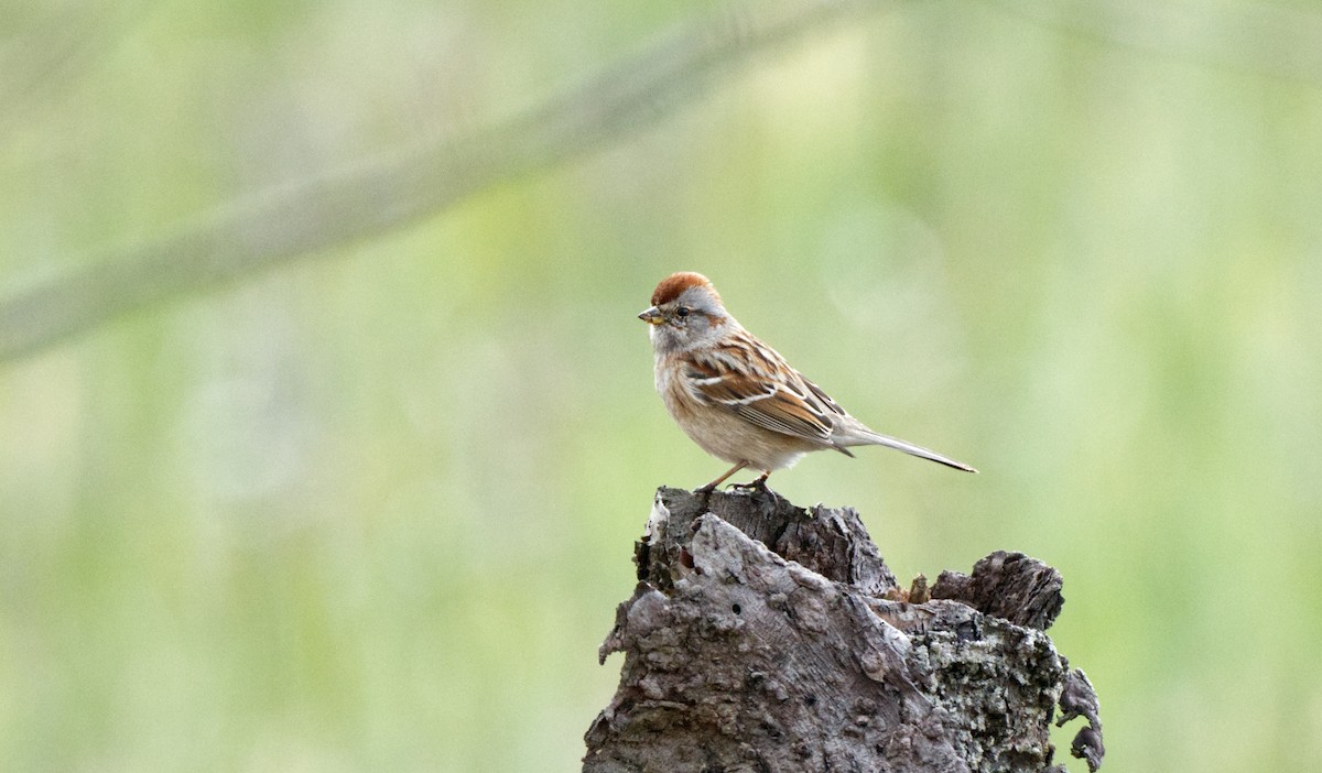 American Tree Sparrow - ML619100368