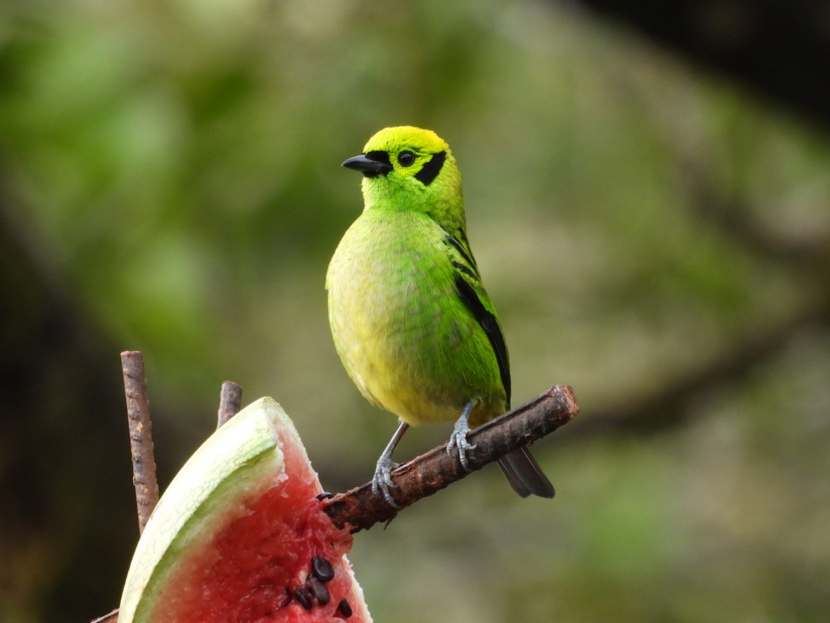 Emerald Tanager - ML619100376